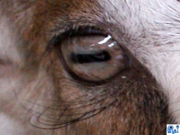the eye of a goat